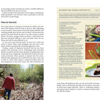 Edible Plants of the Pacific Northwest-Earth Fairy Holistics