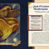 Little Book of Mushrooms by Alex Dorr-Earth Fairy Holistics