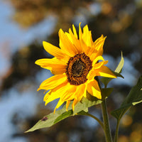 Sunflower | Seed Grow Kit-Earth Fairy Holistics