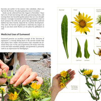Medicinal Plants of the Pacific Northwest-Earth Fairy Holistics