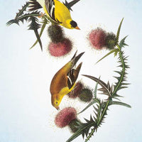 Spiritual Meaning of Birds Oracle Deck by Arin Murphy-Hiscock-Earth Fairy Holistics