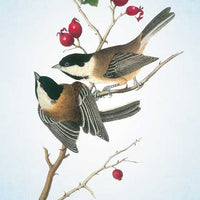 Spiritual Meaning of Birds Oracle Deck by Arin Murphy-Hiscock-Earth Fairy Holistics