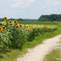 Sunflower | Seed Grow Kit-Earth Fairy Holistics