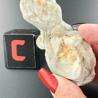 Chalcedony Concha-Earth Fairy Holistics