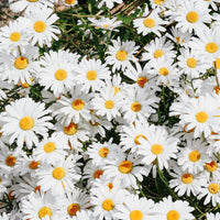 Shasta Daisy | Flower Seed Grow Kit-Earth Fairy Holistics