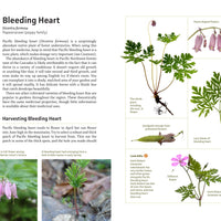 Medicinal Plants of the Pacific Northwest-Earth Fairy Holistics
