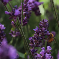 Lavender | Flower Seed Grow Kit-Earth Fairy Holistics