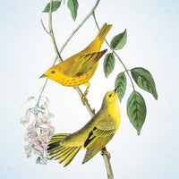 Spiritual Meaning of Birds Oracle Deck by Arin Murphy-Hiscock-Earth Fairy Holistics