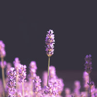 Lavender | Flower Seed Grow Kit-Earth Fairy Holistics