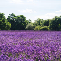 Lavender | Flower Seed Grow Kit-Earth Fairy Holistics