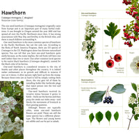 Medicinal Plants of the Pacific Northwest-Earth Fairy Holistics