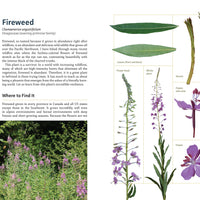 Edible Plants of the Pacific Northwest-Earth Fairy Holistics