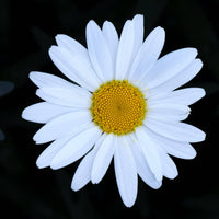 Shasta Daisy | Flower Seed Grow Kit-Earth Fairy Holistics