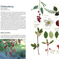 Edible Plants of the Pacific Northwest-Earth Fairy Holistics