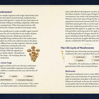 Little Book of Mushrooms by Alex Dorr-Earth Fairy Holistics