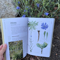 Edible Plants of the Pacific Northwest-Earth Fairy Holistics