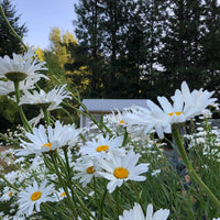 Shasta Daisy | Flower Seed Grow Kit-Earth Fairy Holistics