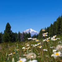 Shasta Daisy | Flower Seed Grow Kit-Earth Fairy Holistics