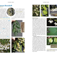 The Trees Around You-Earth Fairy Holistics