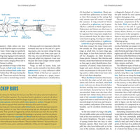 The Trees Around You-Earth Fairy Holistics