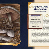 Little Book of Mushrooms by Alex Dorr-Earth Fairy Holistics