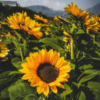 Sunflower | Seed Grow Kit-Earth Fairy Holistics