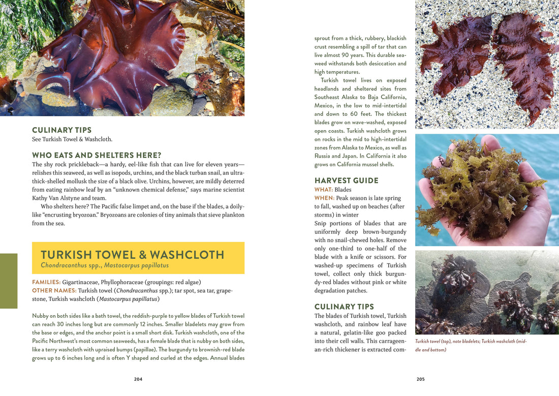 Pacific Harvest: A Northwest Coast Foraging Guide-Earth Fairy Holistics