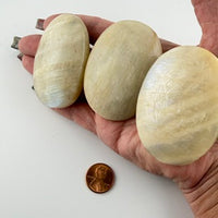 Moonstone Palm Stone-Earth Fairy Holistics