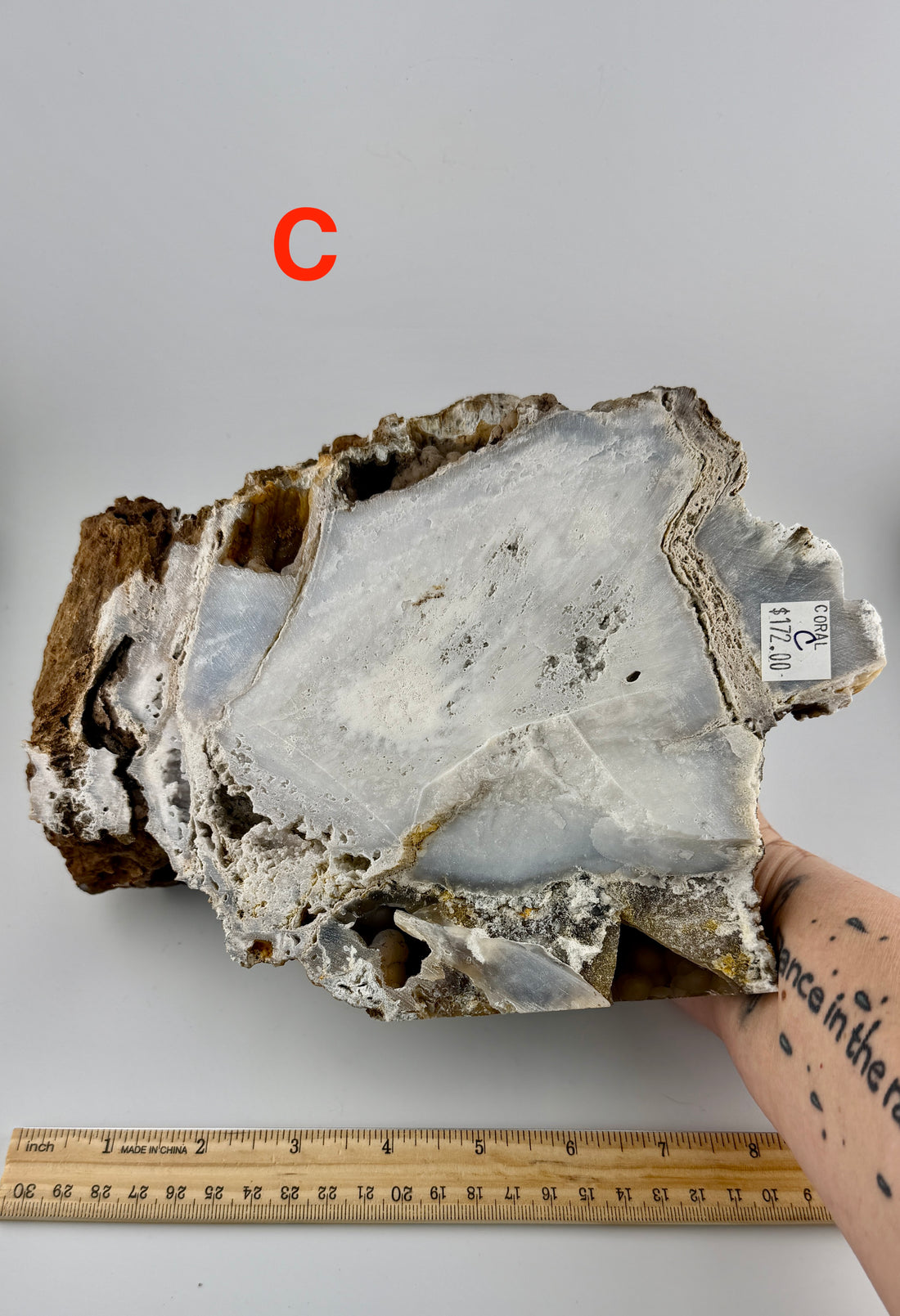 Fossil Coral Specimens (Large)-Earth Fairy Holistics