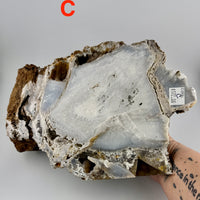 Fossil Coral Specimens (Large)-Earth Fairy Holistics