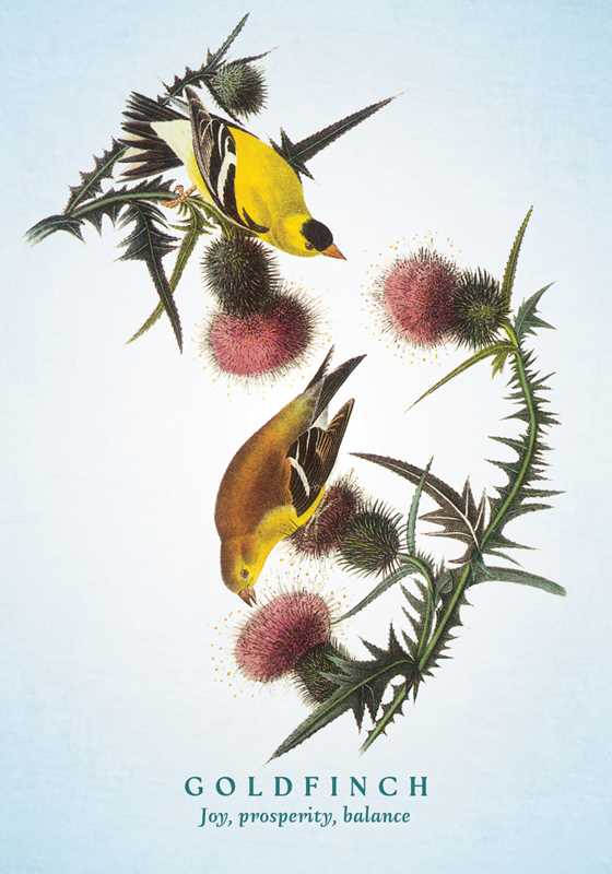 Spiritual Meaning of Birds Oracle Deck by Arin Murphy-Hiscock-Earth Fairy Holistics