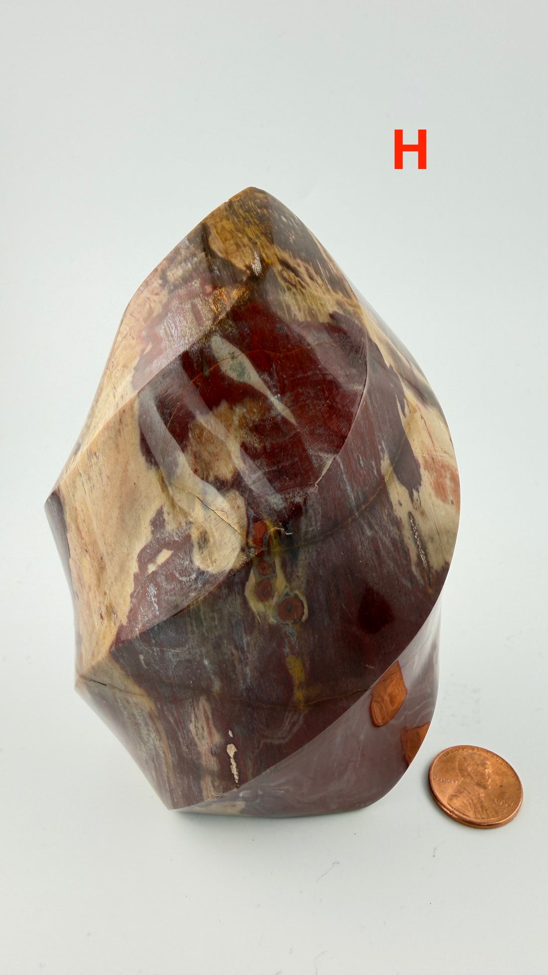 Petrified Wood Flames-Earth Fairy Holistics