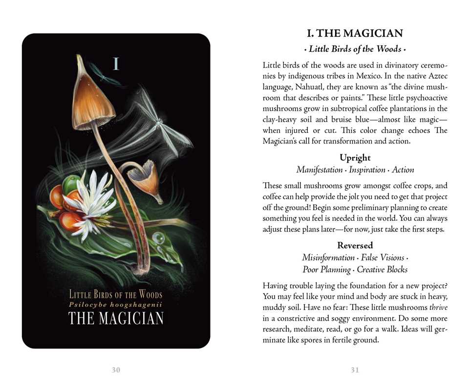 Midnight Magic by Sara Richard-Earth Fairy Holistics
