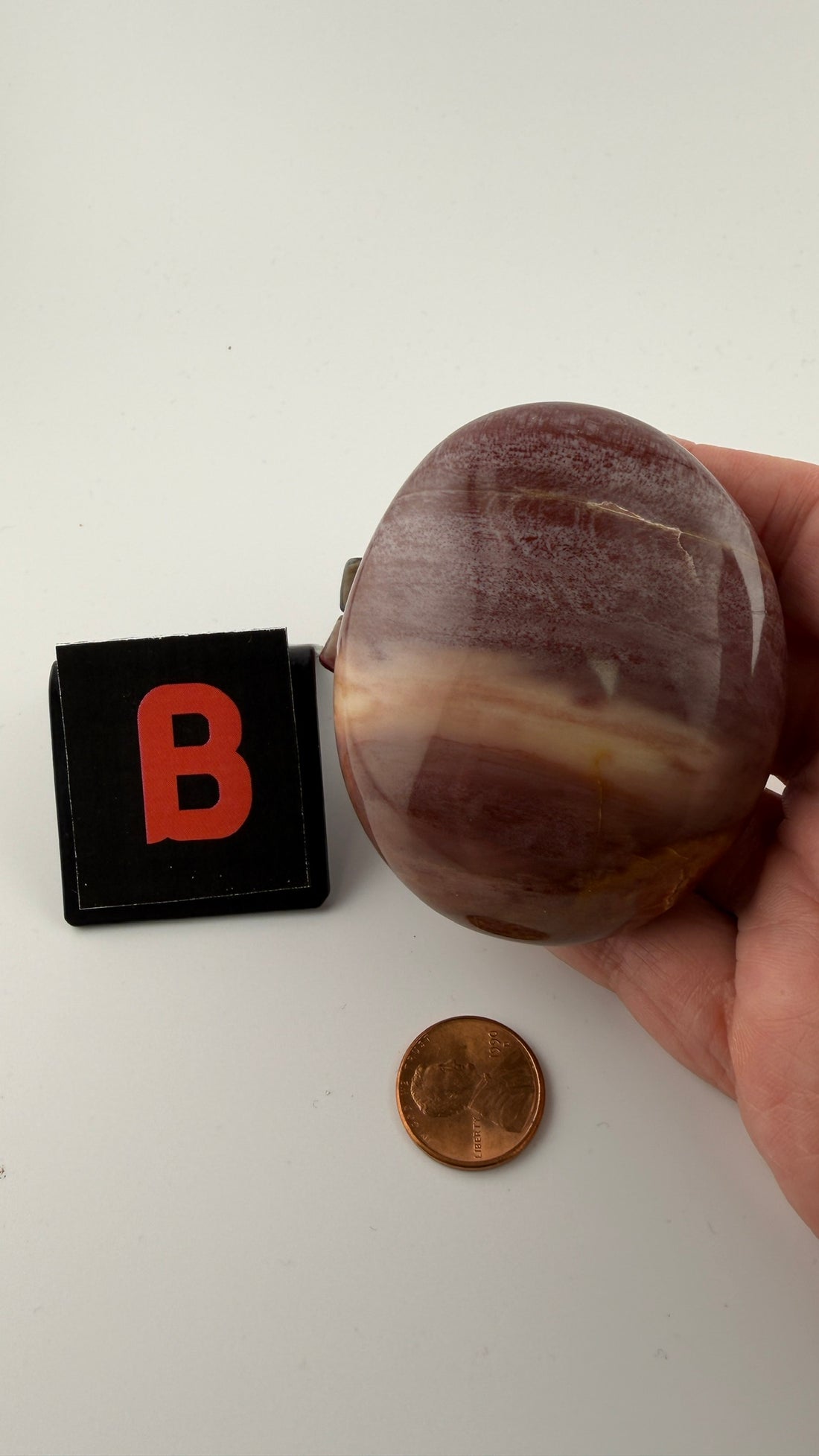Petrified Wood Palm Stones-Earth Fairy Holistics