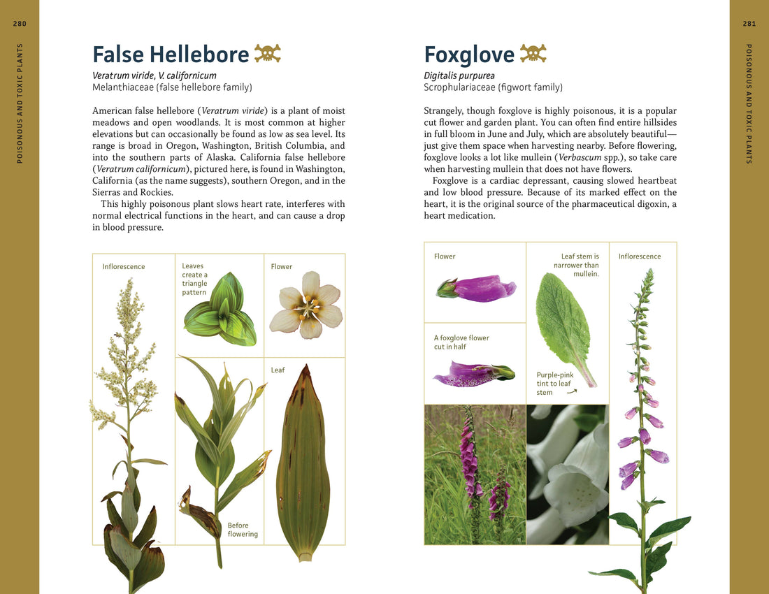 Edible Plants of the Pacific Northwest-Earth Fairy Holistics