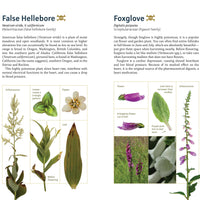 Edible Plants of the Pacific Northwest-Earth Fairy Holistics
