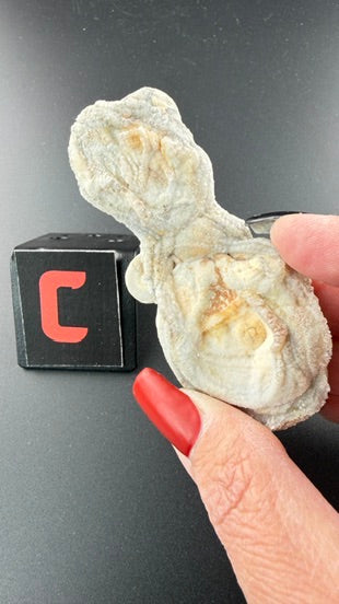Chalcedony Concha-Earth Fairy Holistics