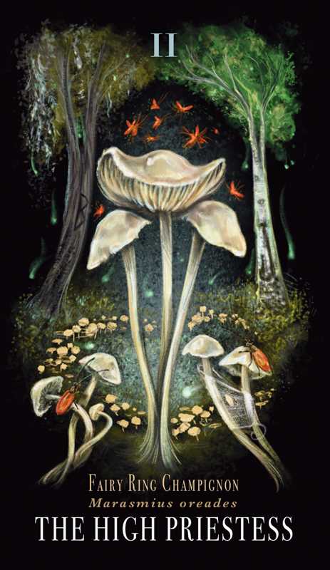 Midnight Magic by Sara Richard-Earth Fairy Holistics