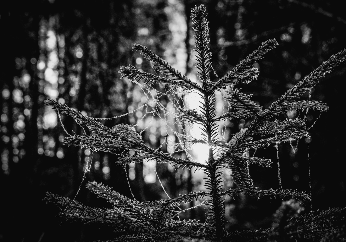 The Comparative Völuspá-Earth Fairy Holistics