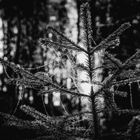 The Comparative Völuspá-Earth Fairy Holistics