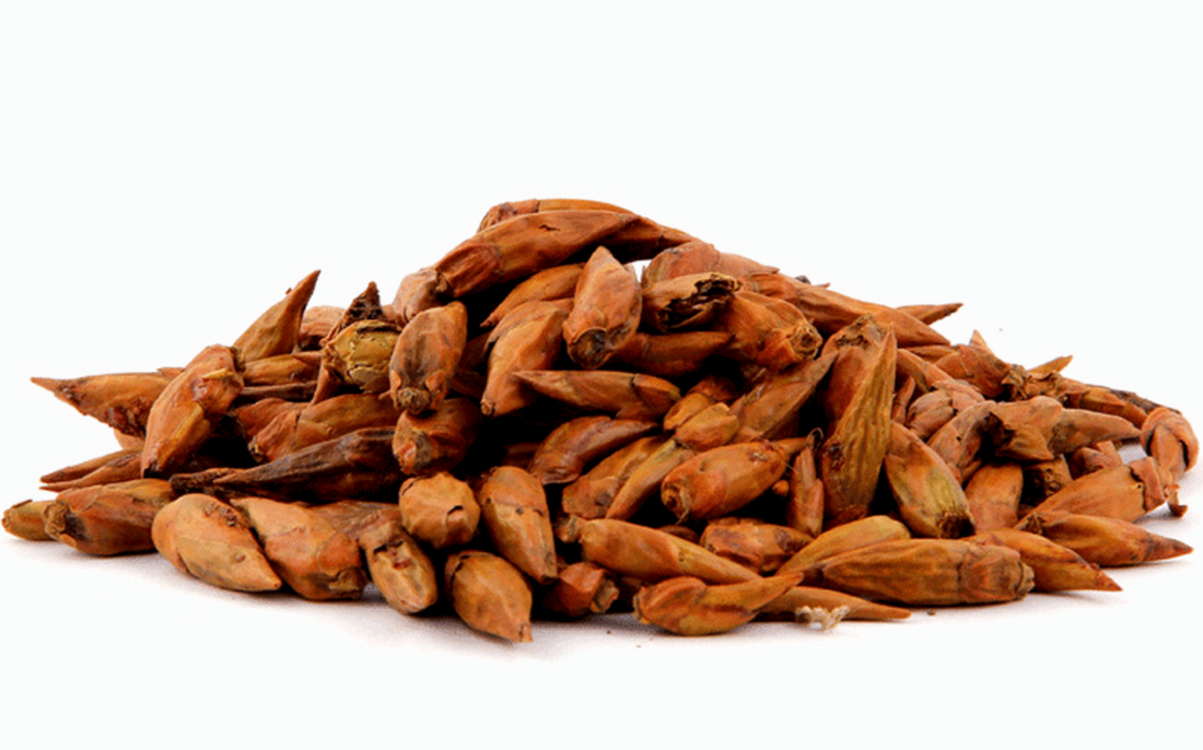 Balm of Gilead Buds (MAGICAL USE ONLY - NOT FOR INGESTING)-Earth Fairy Holistics