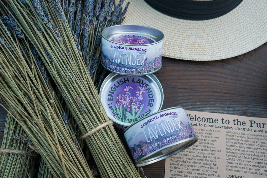 Lavender | Flower Seed Grow Kit-Earth Fairy Holistics