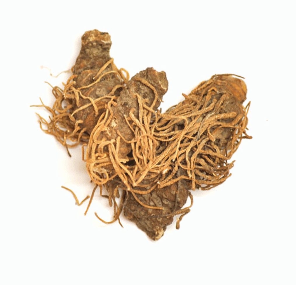 Low John Root/Beth Root (Southern John) Whole (MAGICAL USE ONLY - NOT FOR INGESTING)-Earth Fairy Holistics