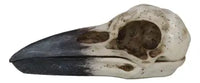 Raven Skull Box-Earth Fairy Holistics