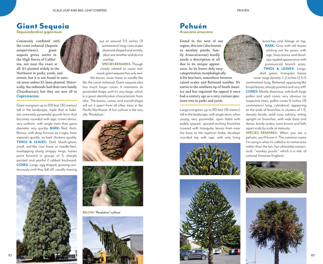 The Trees Around You-Earth Fairy Holistics