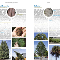 The Trees Around You-Earth Fairy Holistics