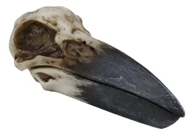 Raven Skull Box-Earth Fairy Holistics