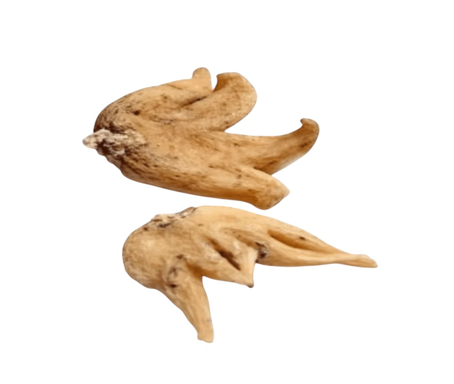 Lucky Hand Root (MAGICAL USE ONLY - NOT FOR INGESTING)-Earth Fairy Holistics