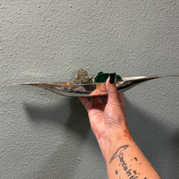 Earths Abundance Money Bowl (Silver & Copper Vessel)