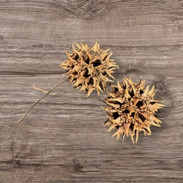 American Sweet Gum Balls – Spiked Treasures of Nature and Magic-Earth Fairy Holistics
